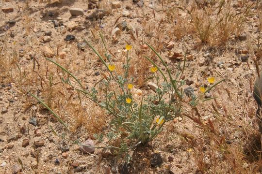 Imagem de Eschscholzia glyptosperma Greene