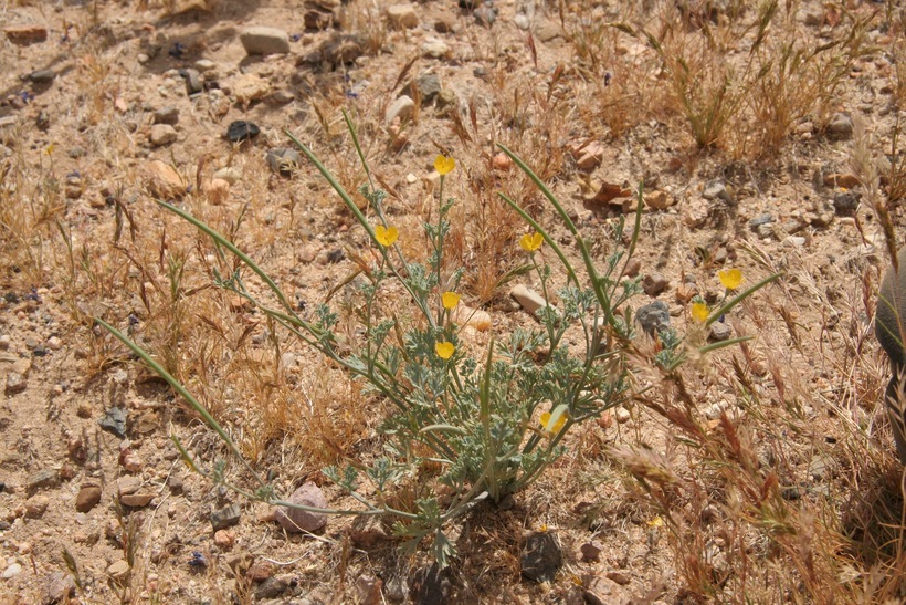 Image of desert poppy
