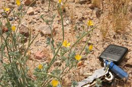 Image of desert poppy