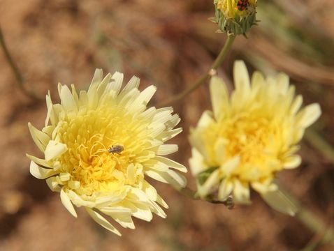 Image de Malacothrix californica DC.