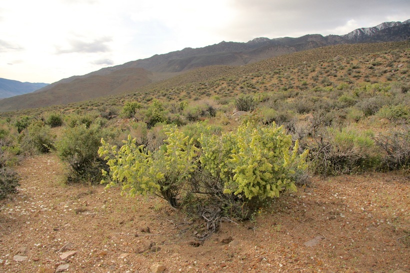 Plancia ëd Grayia spinosa (Hook.) Moq.