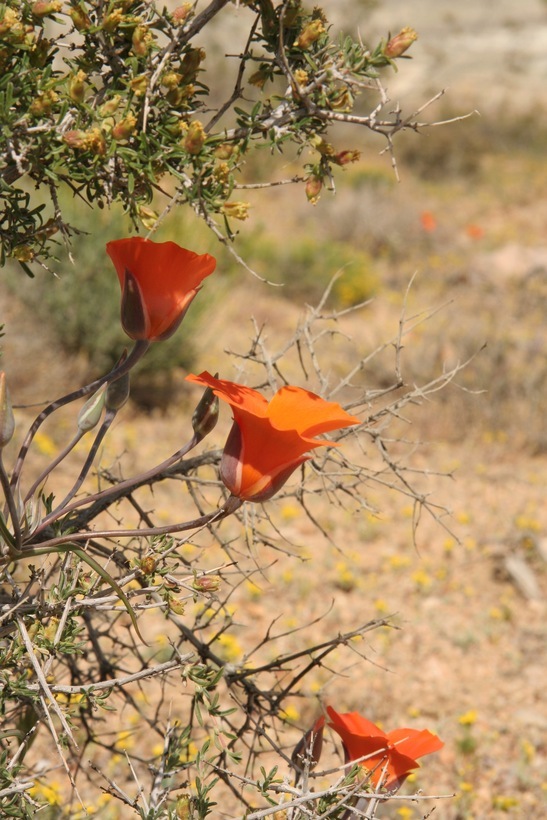 Imagem de Calochortus kennedyi Porter