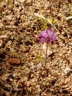 Image of darkred onion