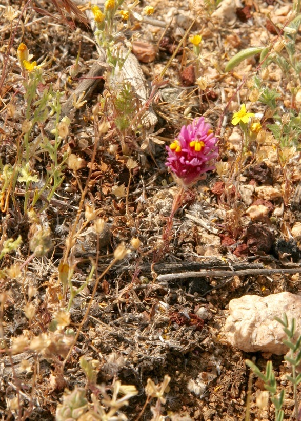 Слика од Castilleja exserta var. venusta (A. Heller) J. M. Egger