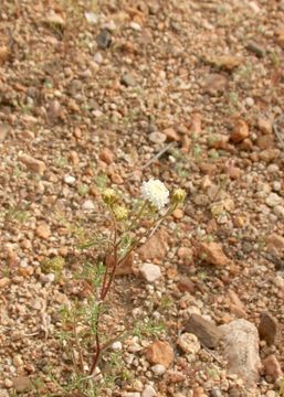 Image of pebble pincushion