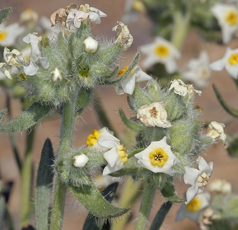 Image of <i>Cryptantha flavoculata</i>