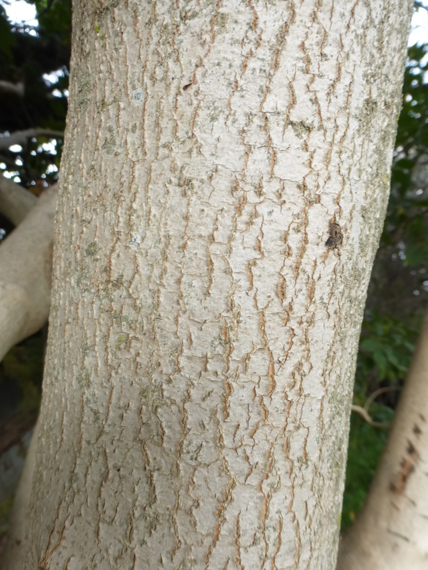 Imagem de Aesculus californica (Spach) Nutt.