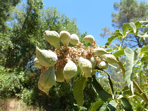 Aesculus californica (Spach) Nutt. resmi