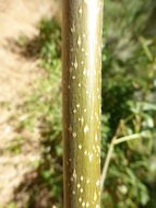 Aesculus californica (Spach) Nutt. resmi