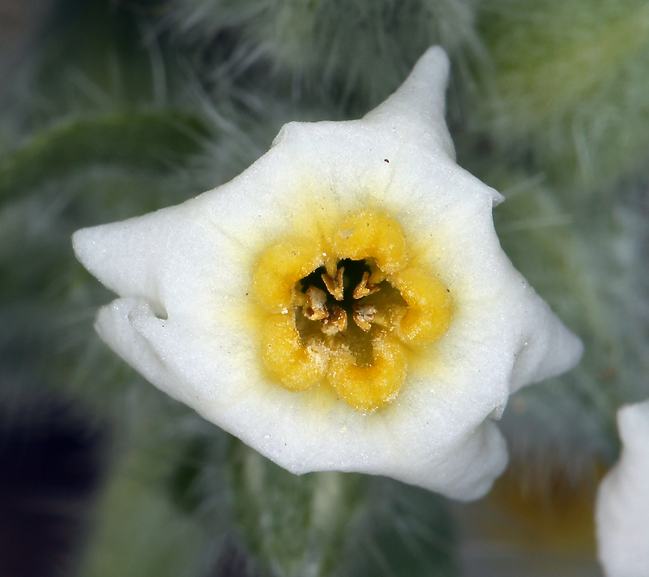 Image of <i>Cryptantha flavoculata</i>