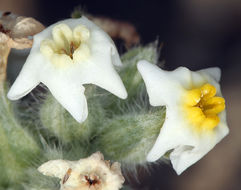 Image of <i>Cryptantha flavoculata</i>