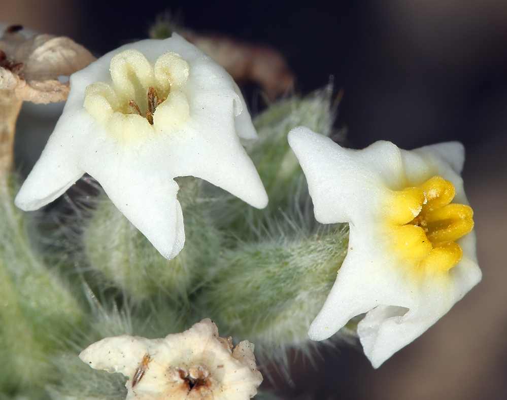 صورة <i>Cryptantha flavoculata</i>