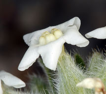Image of <i>Cryptantha flavoculata</i>