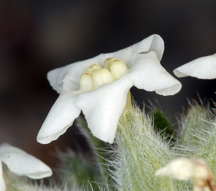 Image of <i>Cryptantha flavoculata</i>