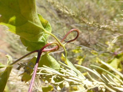 Image of pipestem clematis