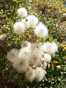 Image of pipestem clematis