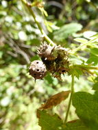 Image of California wildrose