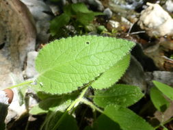 Image de Stachys pycnantha Benth.