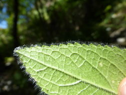 Image de Stachys pycnantha Benth.