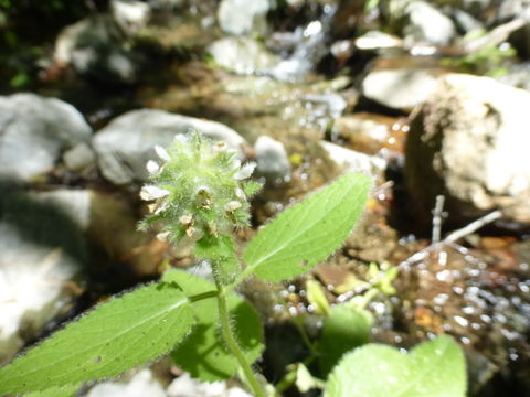 Image of shortspike hedgenettle