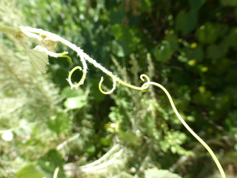 Image of California wild grape