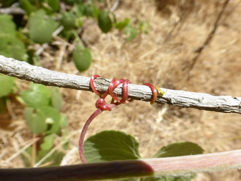 Image of California wild grape