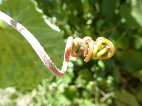 Image of California wild grape