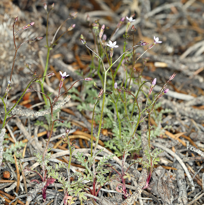 Image of transmontane gilia