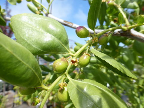 Image of Jujube