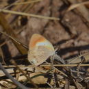 Image of Colotis agoye (Wallengren 1857)