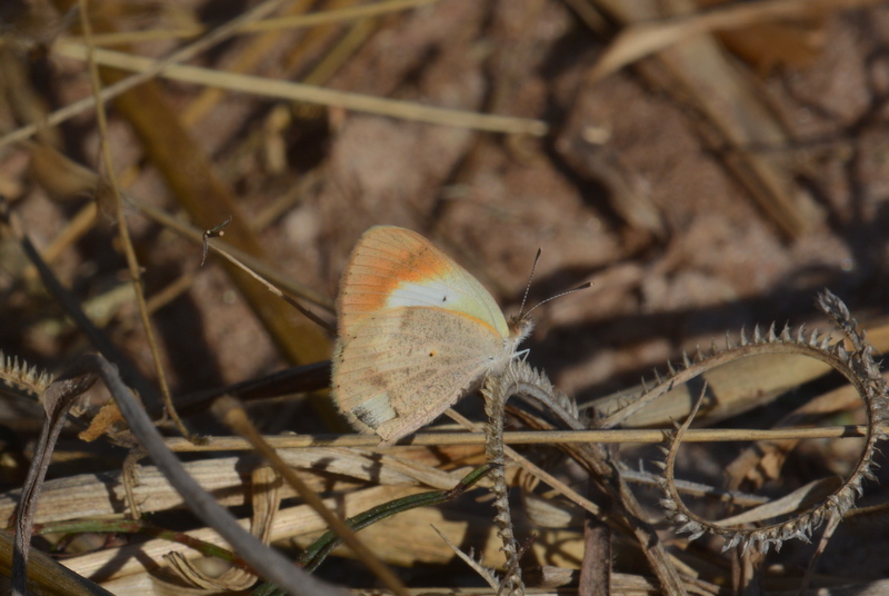 Image of Colotis agoye (Wallengren 1857)