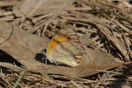 Image of Colotis vesta (Reiche (1850))