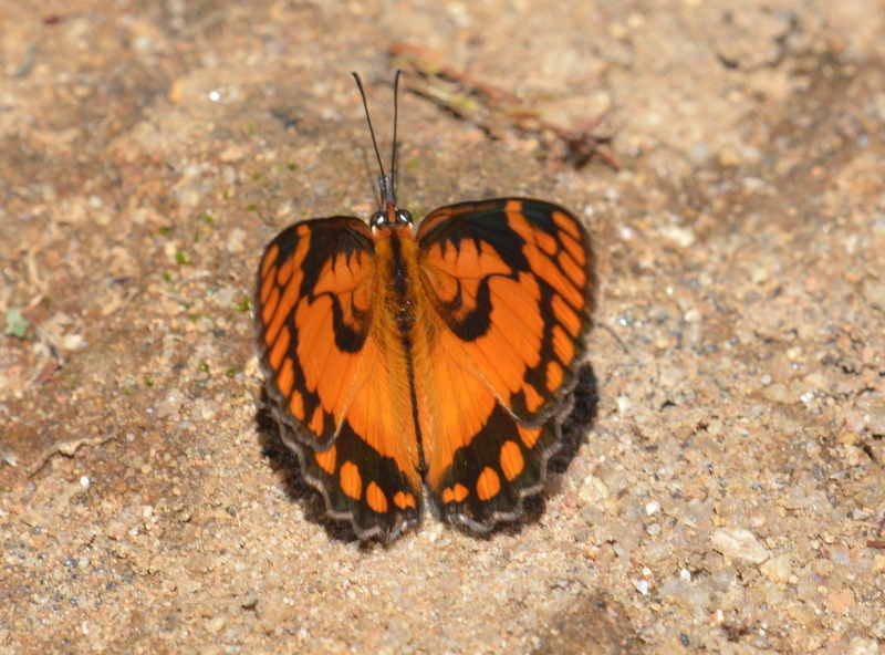 Image of Byblia anvatara Boisduval 1833