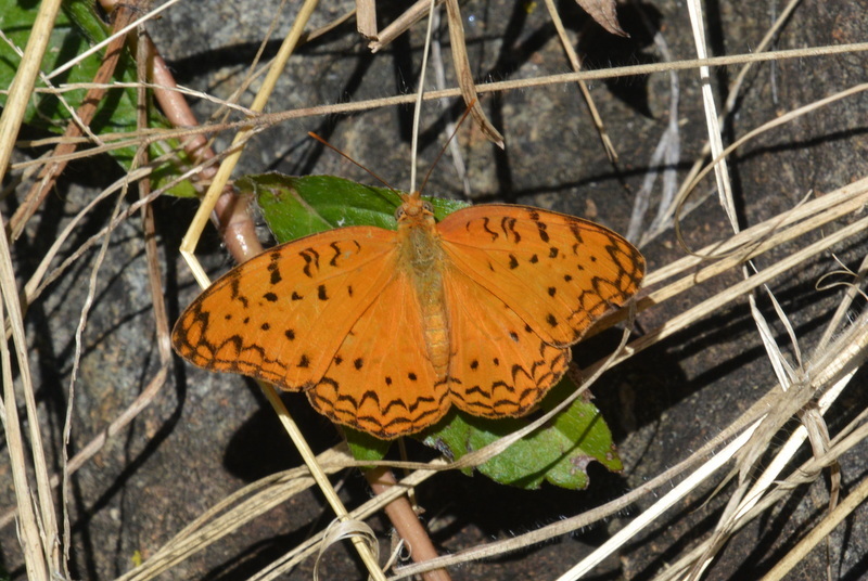 Image of Common Leopard