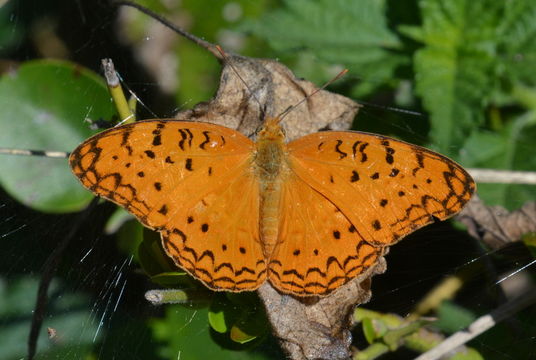 Image of Common Leopard