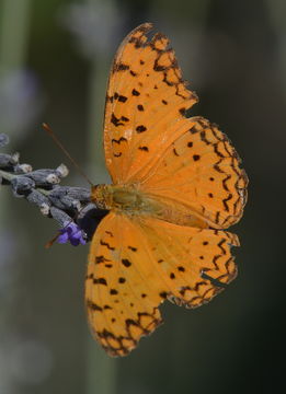 Image of Common Leopard