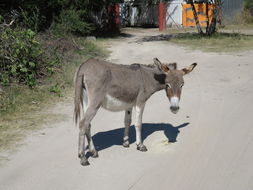 Image of Ass -- Feral donkey