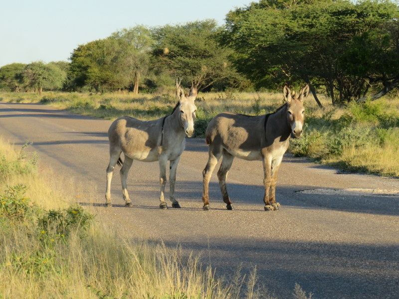Image of Ass -- Feral donkey