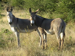 Image of Ass -- Feral donkey