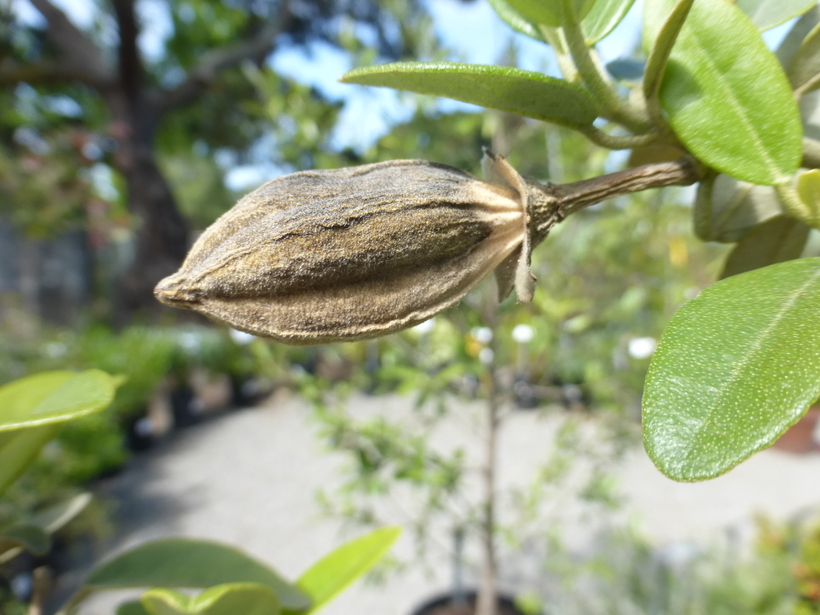 Image of <i>Lagunaria patersonia</i>