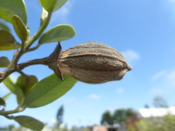 Image of <i>Lagunaria patersonia</i>