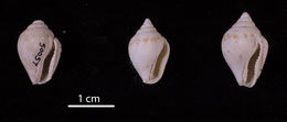 Image of Columbella aureomexicana (Howard 1963)