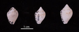 Sivun Columbella aureomexicana (Howard 1963) kuva