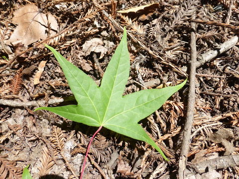 Sivun Acer cappadocicum subsp. sinicum (Rehd.) Hand.-Mazz. kuva