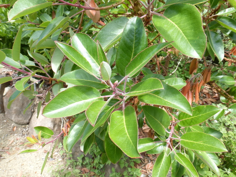 Image of Texas madrone