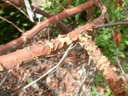 Image of Texas madrone