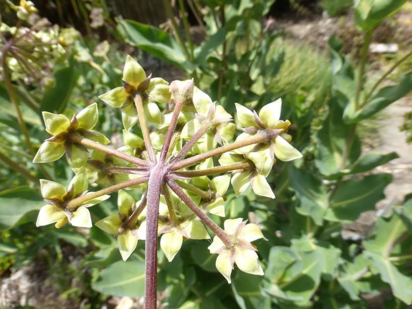 Image of nodding milkweed