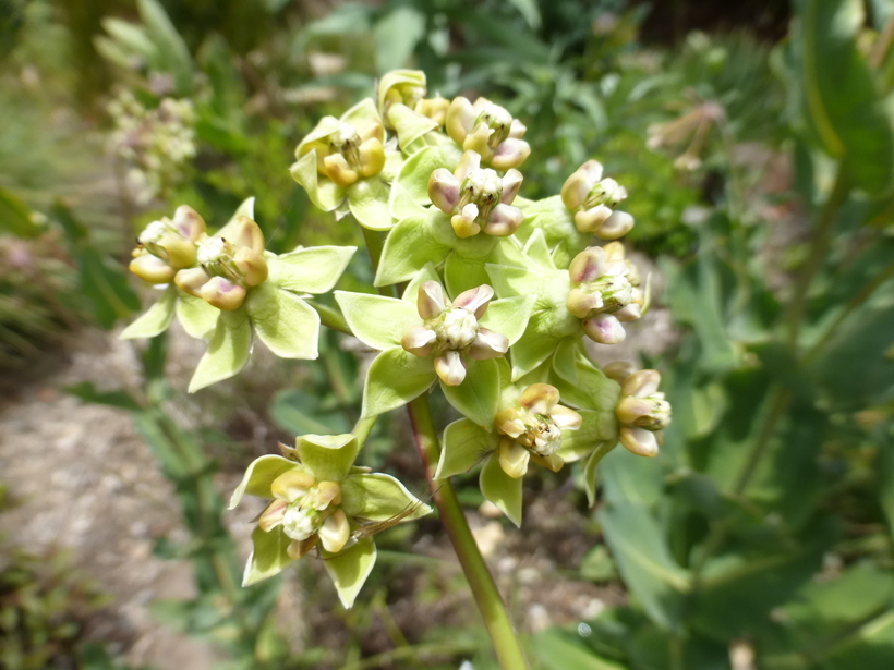 Image of nodding milkweed