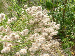 Image of Baccharis articulata (Lam.) Pers.