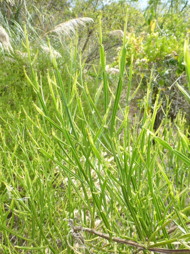 Image of Baccharis articulata (Lam.) Pers.